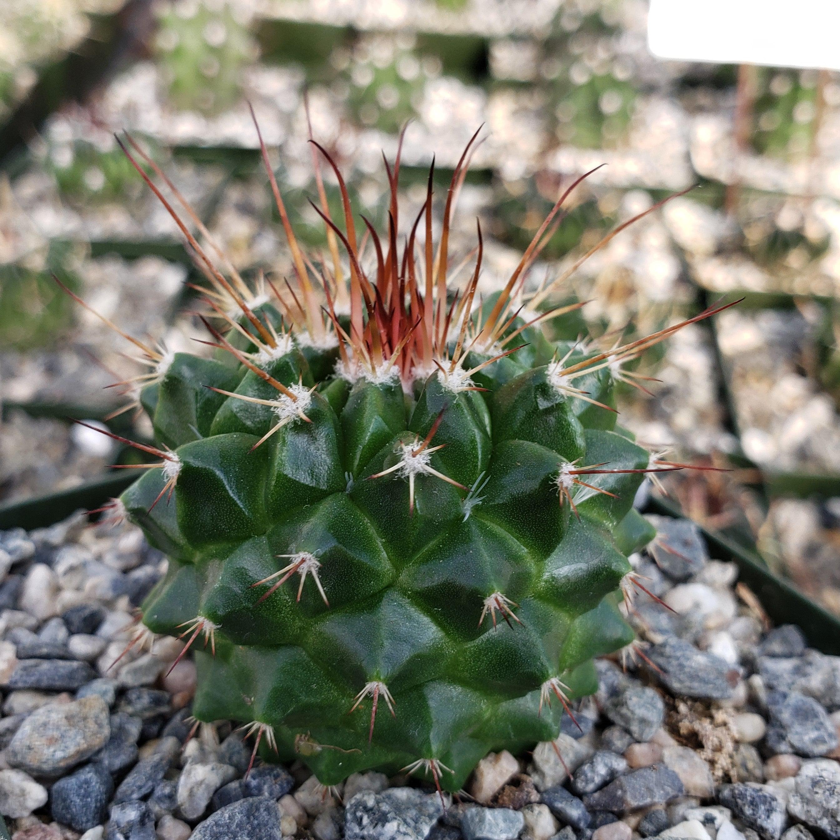 Mammillaria tlayecac