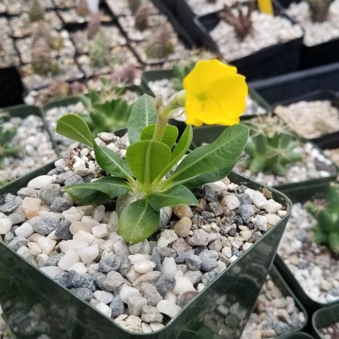 brevicaule succulent Pachypodium Brevicaule For Sale | Žemasis tukvis