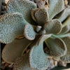 Aloinopsis rosulatum