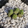 Crassula Columella