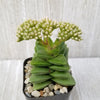 Crassula Spring Time