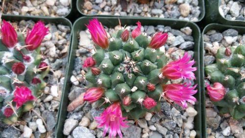 Mammillaria bucareliensis