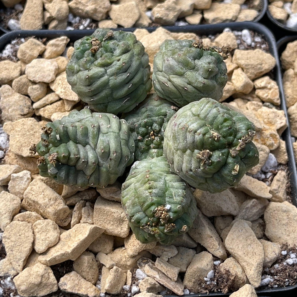 Euphorbia pseudoglobosa green