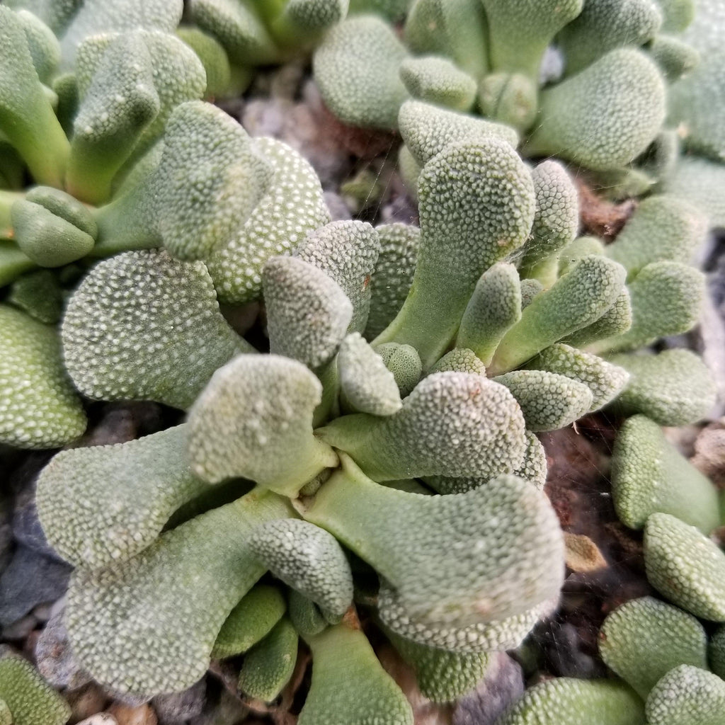 Aloinopsis villetii
