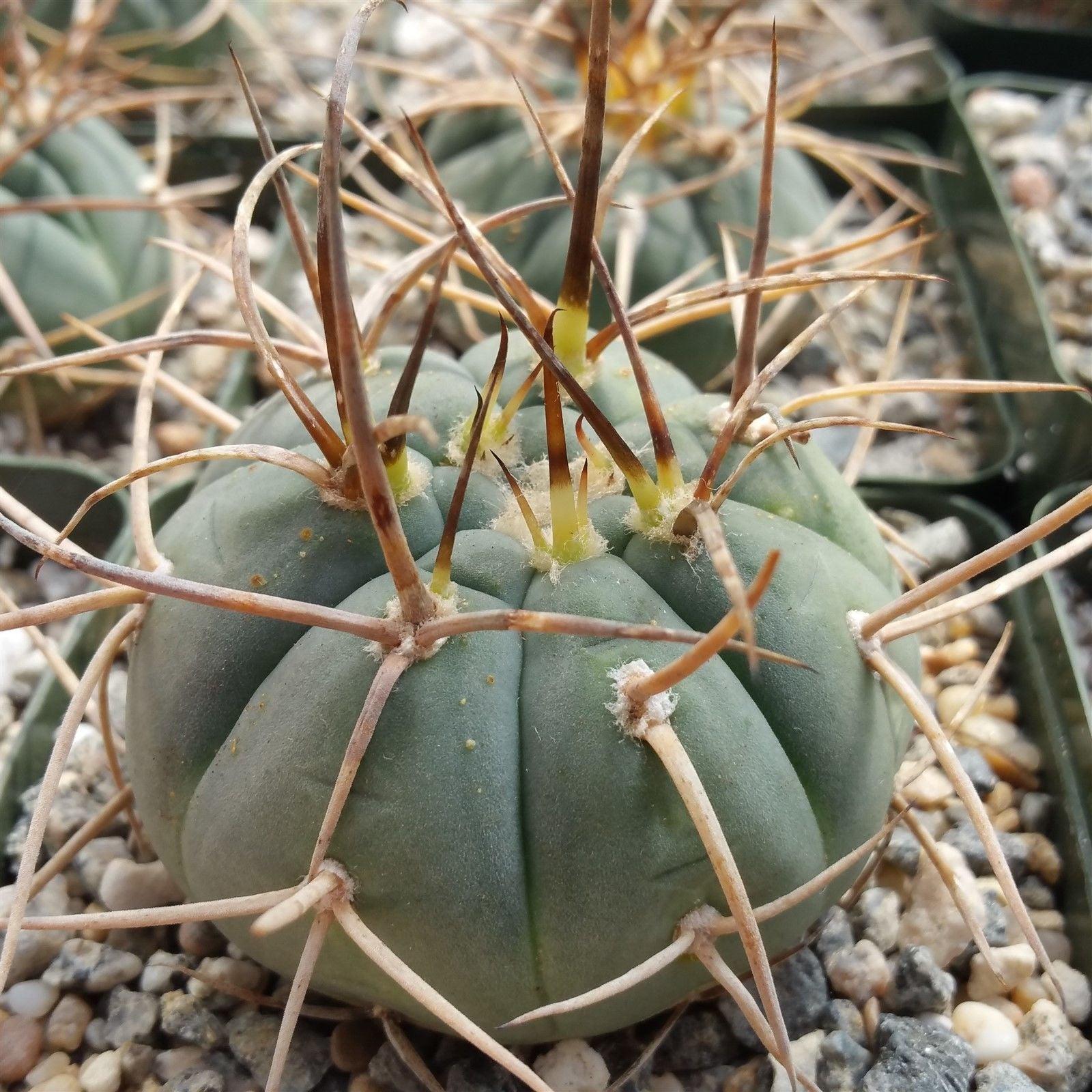 Gymnocalycium cardenasianum