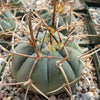 Gymnocalycium cardenasianum