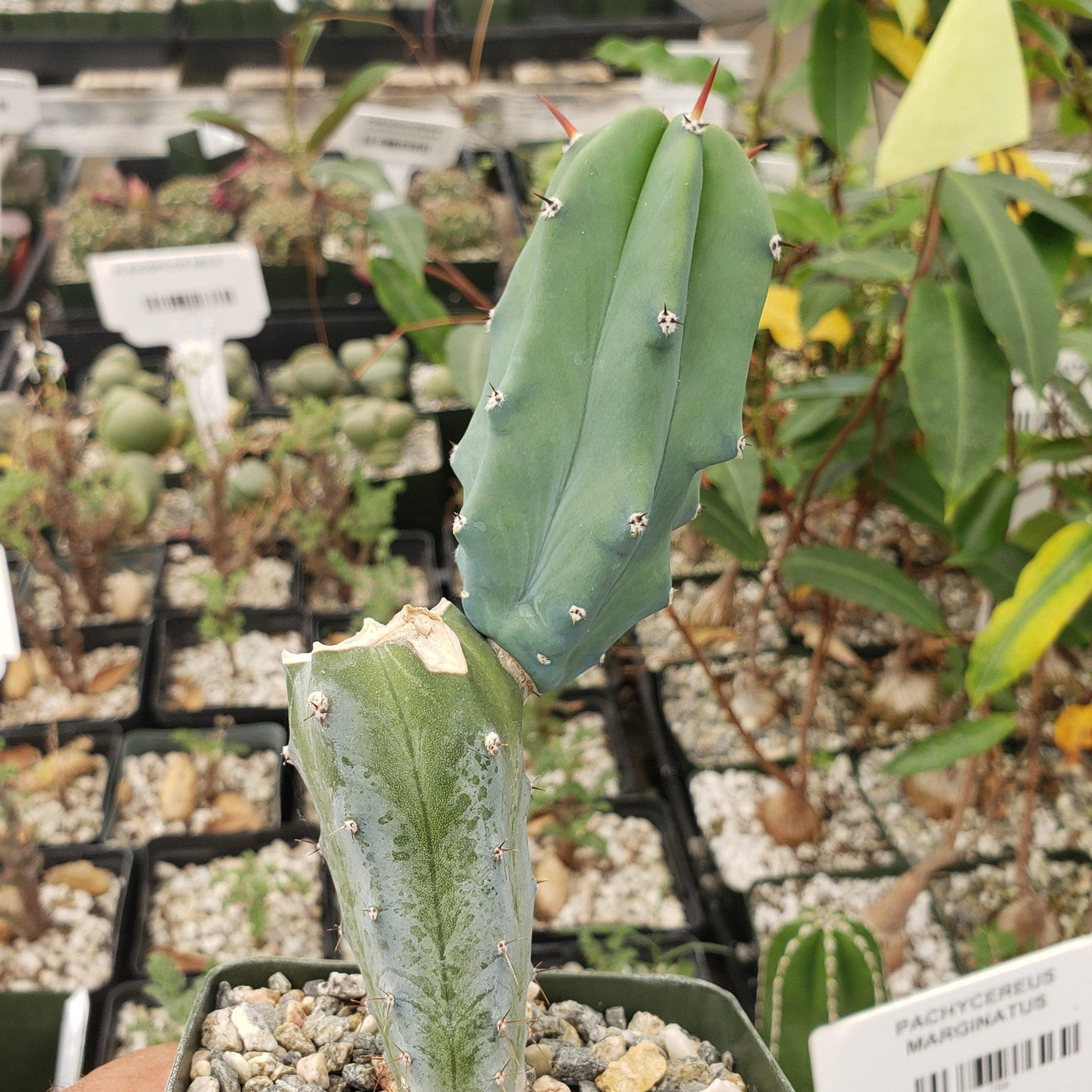 Myrtillocactus geometrizans trimmed