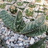 Gasteria bicolor liliputana