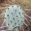 Opuntia engelmannii Pad cutting