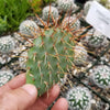 Opuntia rhodantha pad cutting