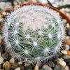 Mammillaria candida