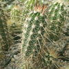 Echinocereus pacificus
