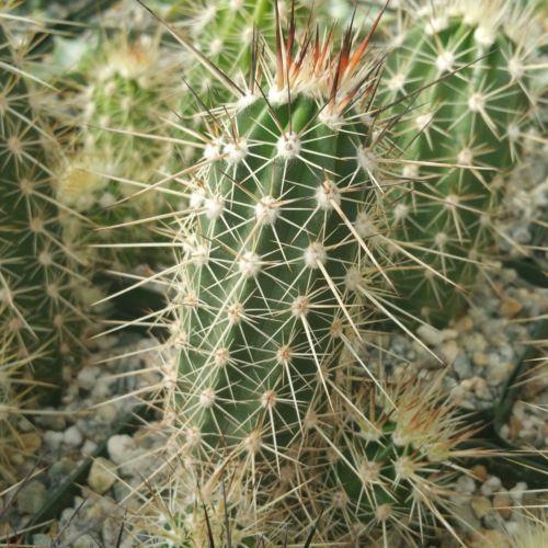 Echinocereus pacificus