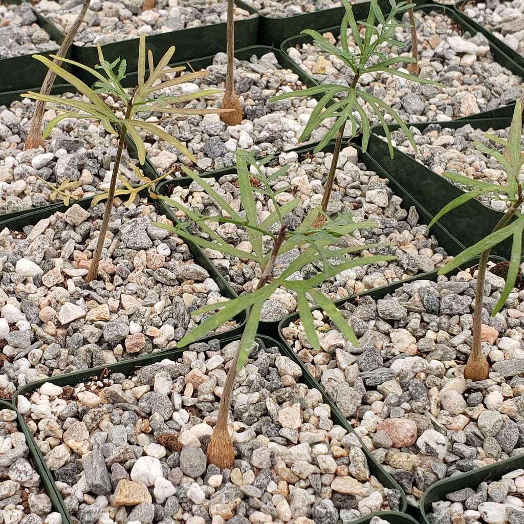 Bursera microphylla Elephant Tree
