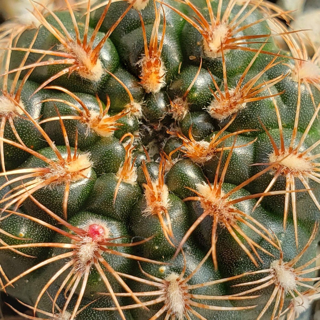Gymnocalycium mesopotamicum