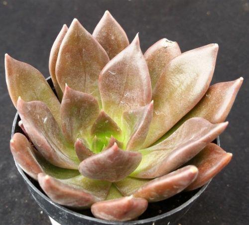 Echeveria black prince