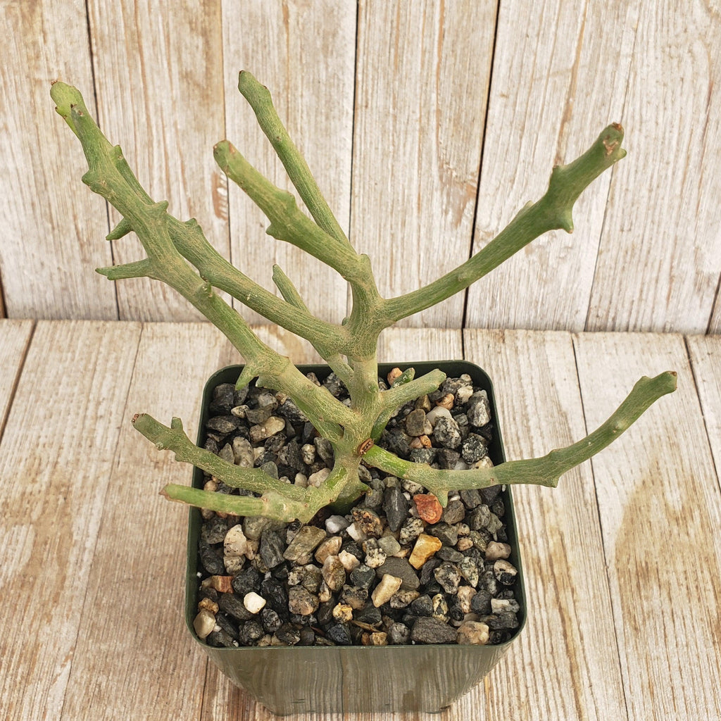 Euphorbia stenoclada spineless