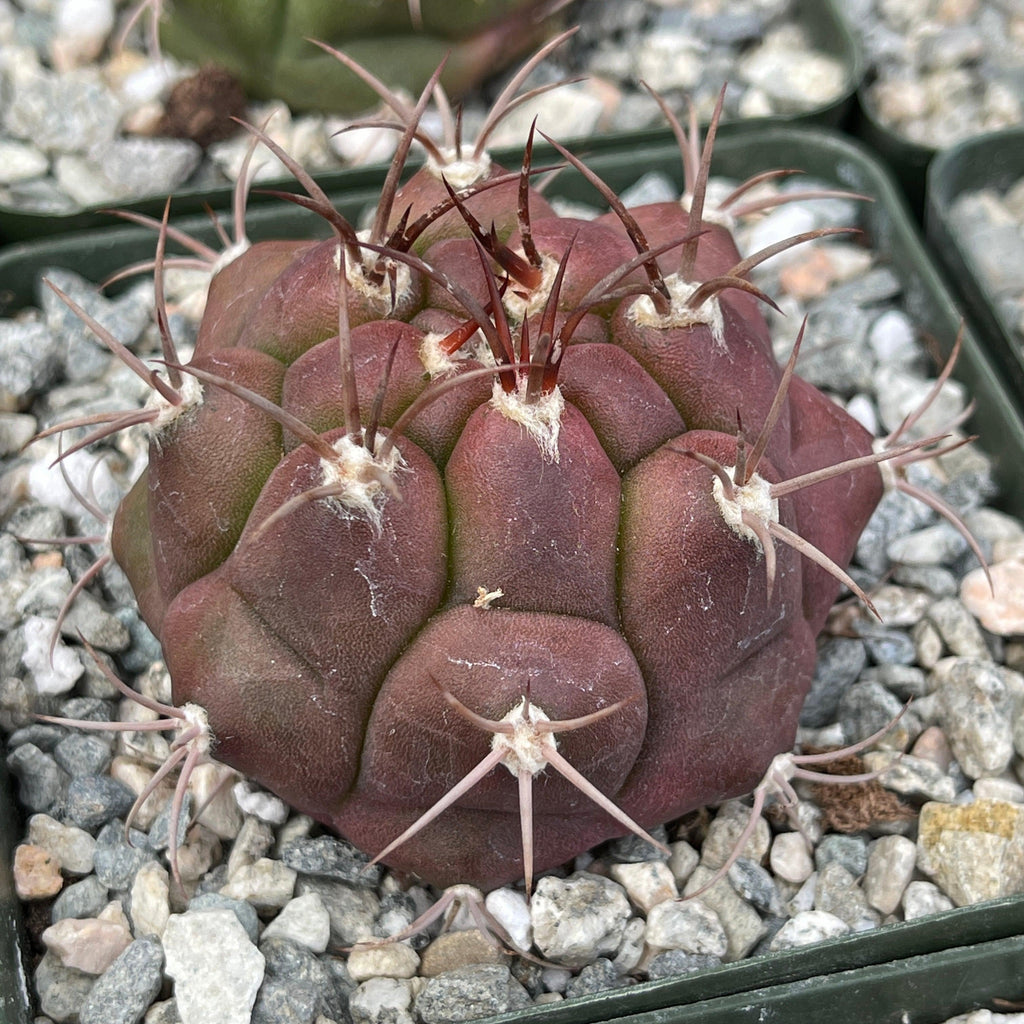 Gymnocalycium marquezii