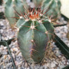 Echinocereus ochoterenae