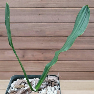 sea onion succulent Pick Drimia Maritima Succulent Online | Red Squill