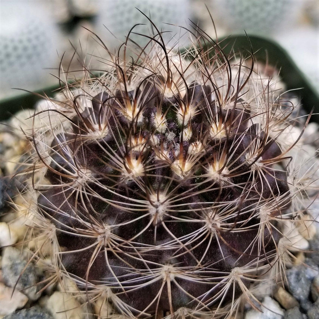 Neoporteria multicolor