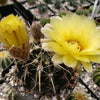 Notocactus tureczekianus