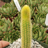 Cleistocactus winteri Golden Rat Tail