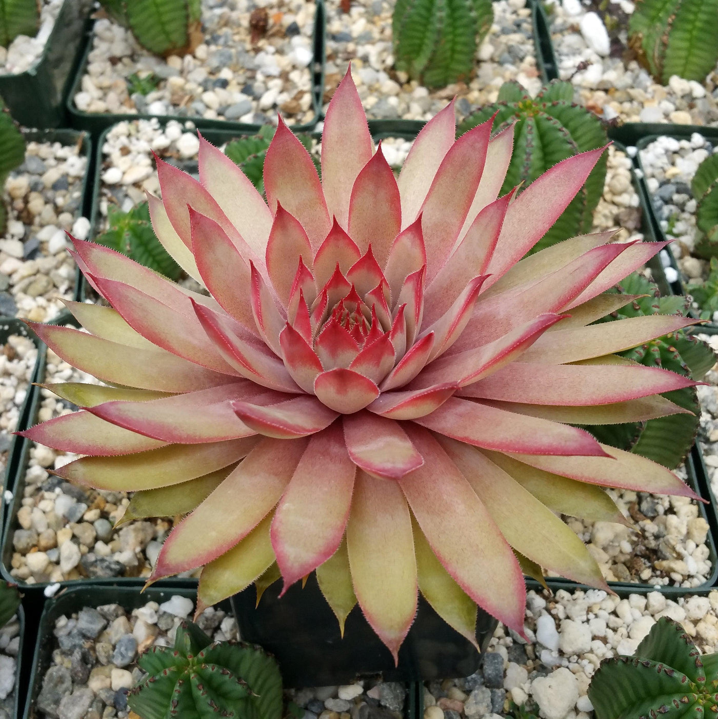 ruby heart succulent Sempervivum 'Ruby Heart' Hens and Chicks 6" Pot