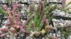 Stapelia orbea variegata star fish plant