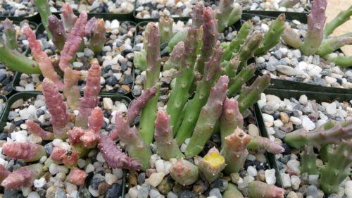 Stapelia orbea variegata star fish plant
