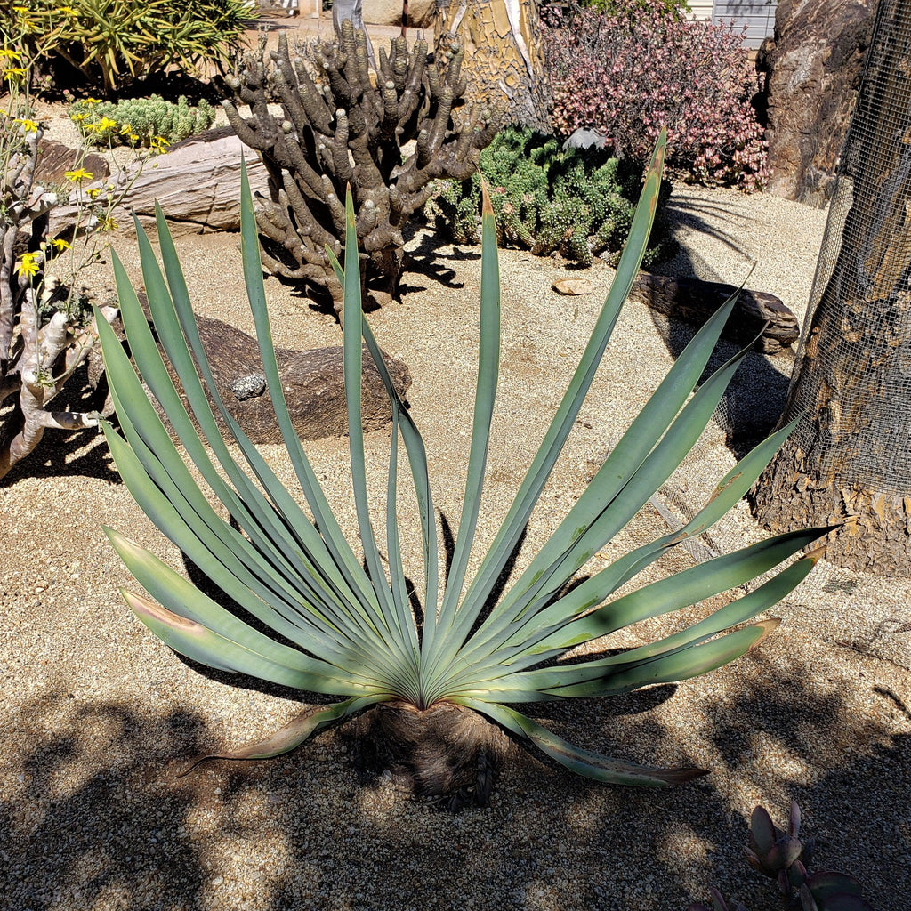 Boophone haemanthoides