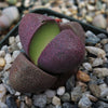 Pleiospilos nelii Royal Flush