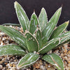 Agave Victoriae Reginae ‘Queen Victoria Agave’