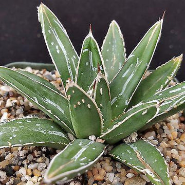 queen victoria succulent Agave Victoriae Reginae ‘Queen Victoria Agave’