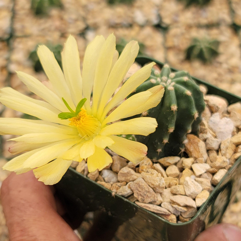 Echinocereus subinermis