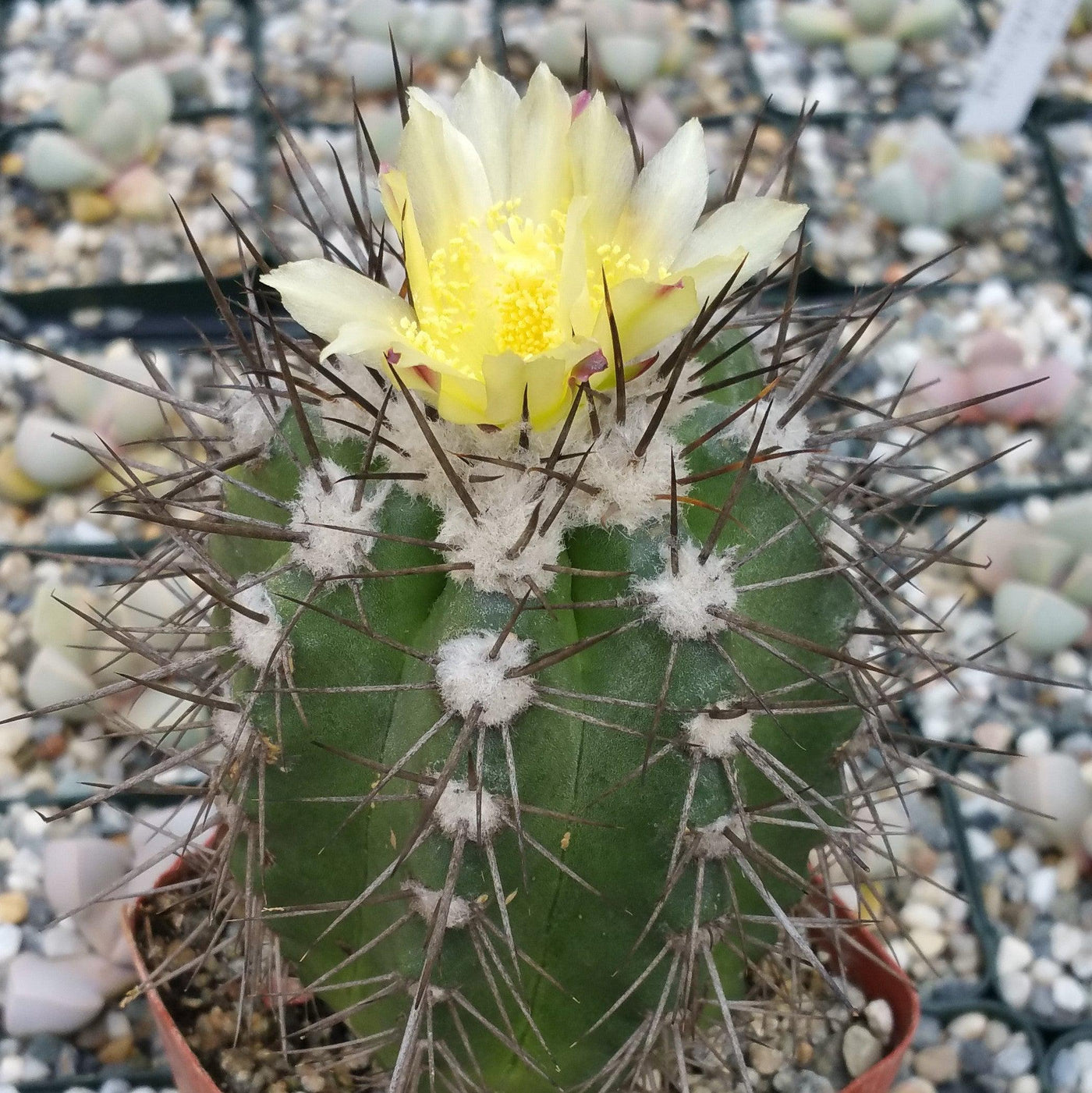 montana prickly pear cactus Copiapoa montana