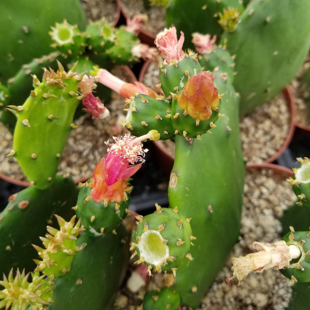 Opuntia ellisian cutting