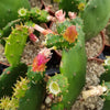 Opuntia ellisian