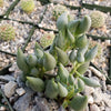 String of Tears - Senecio citriformis