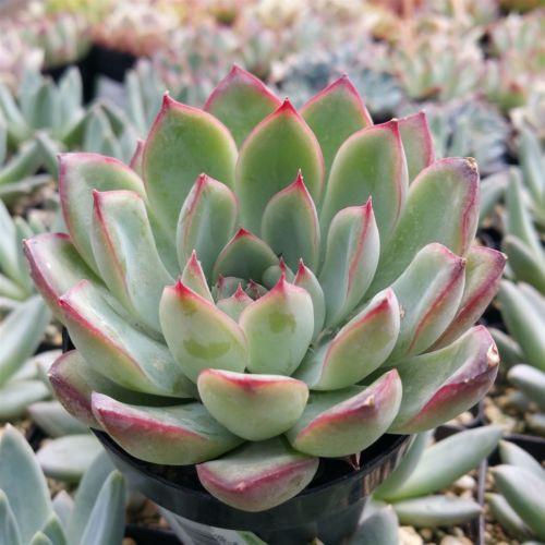 echeveria apus succulent plant Echeveria Pulidonis Succulent | Order Online
