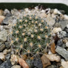 Rebutia flavistyla