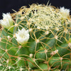 Mammillaria camptotricha marnier