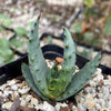 Aloe marlothii