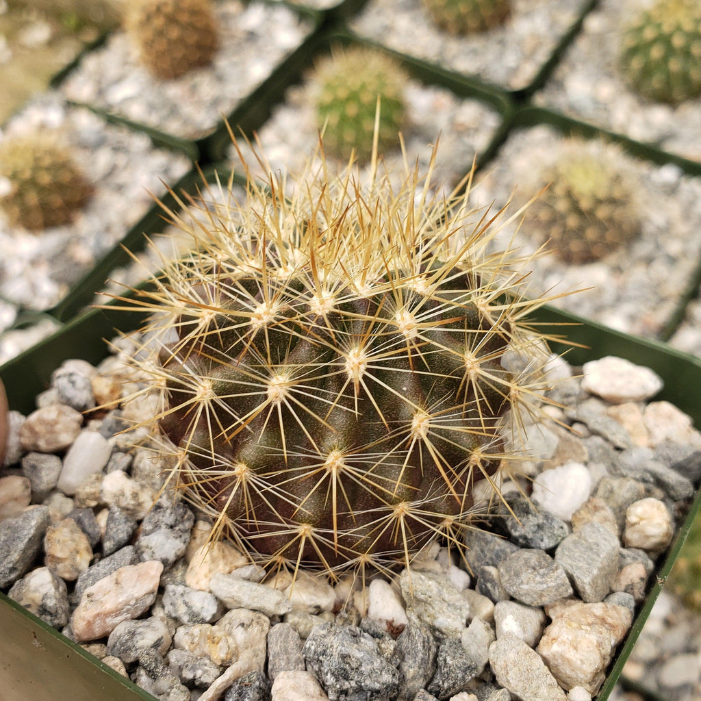 Neochilenia chilensis flaviflora