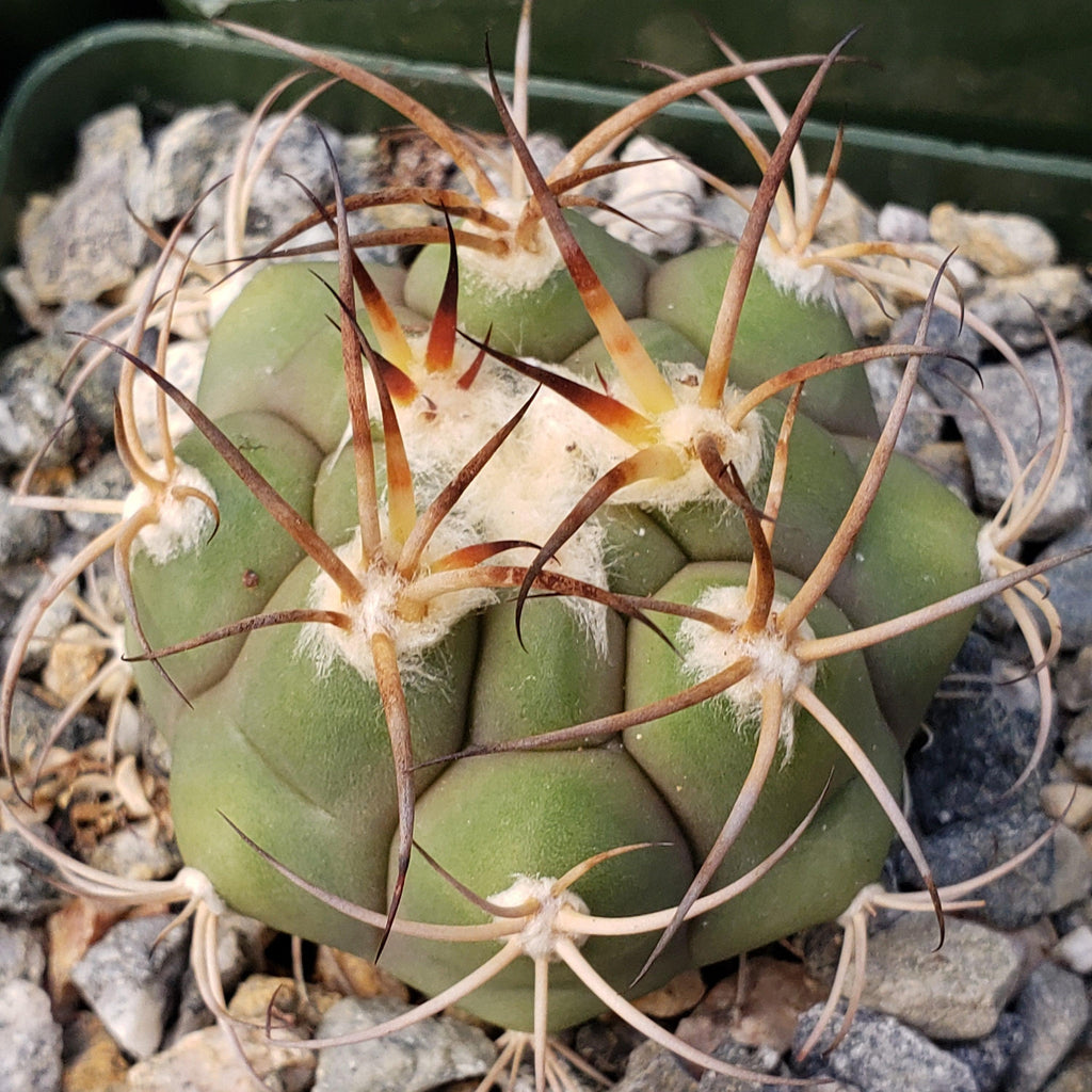 Gymnocalycium tomina