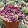 Ruby Necklace Plant &