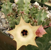 Huernia thuretii var Primulina