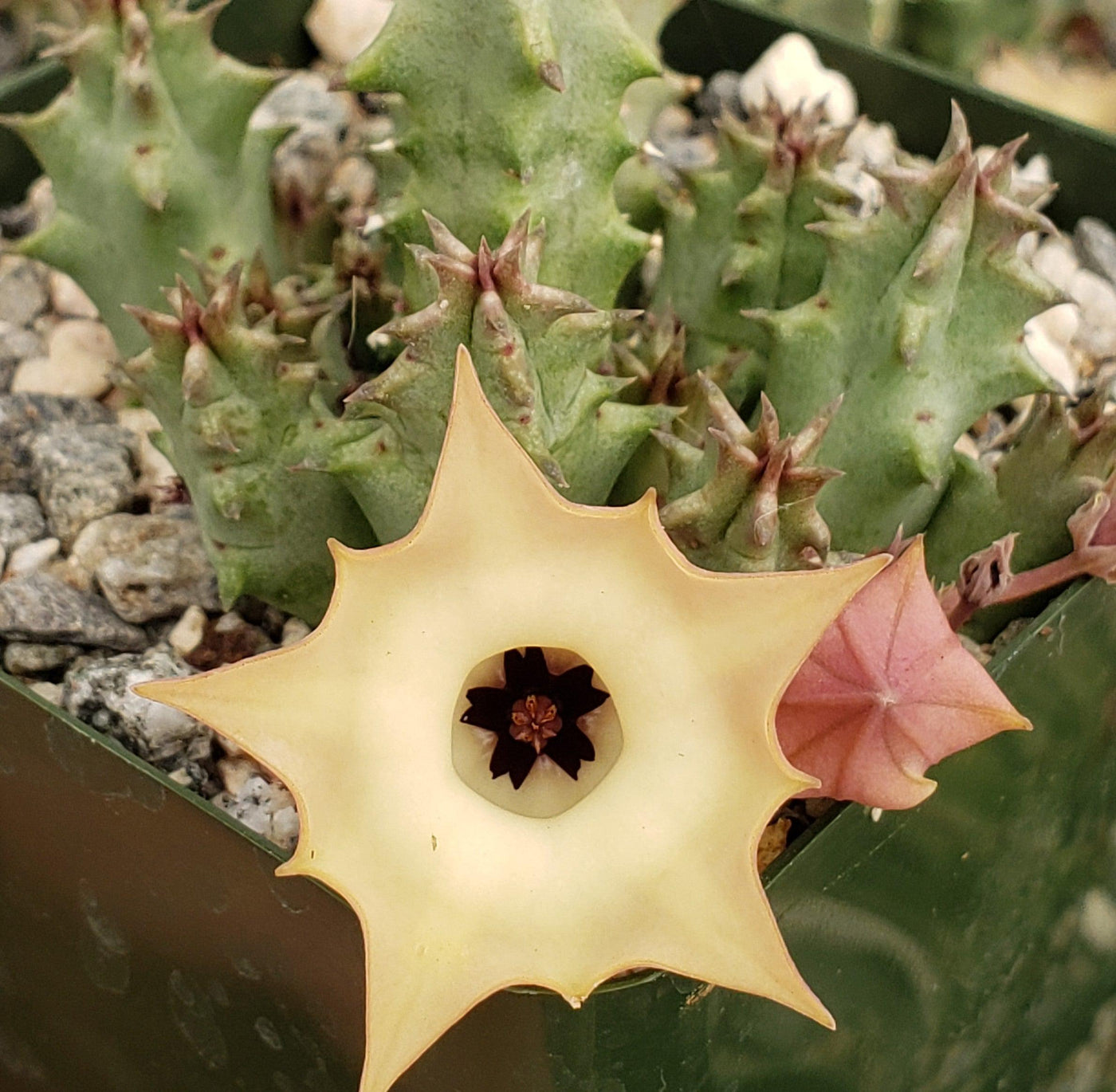 primrue succulent Huernia Thuretii var Primulina | Tufted Succulent Species