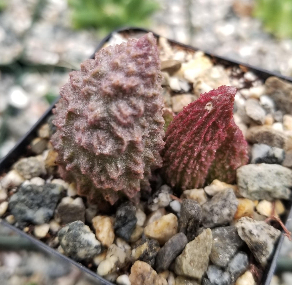 Adromischus marianae f. herrei