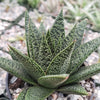 Gasteria Flow